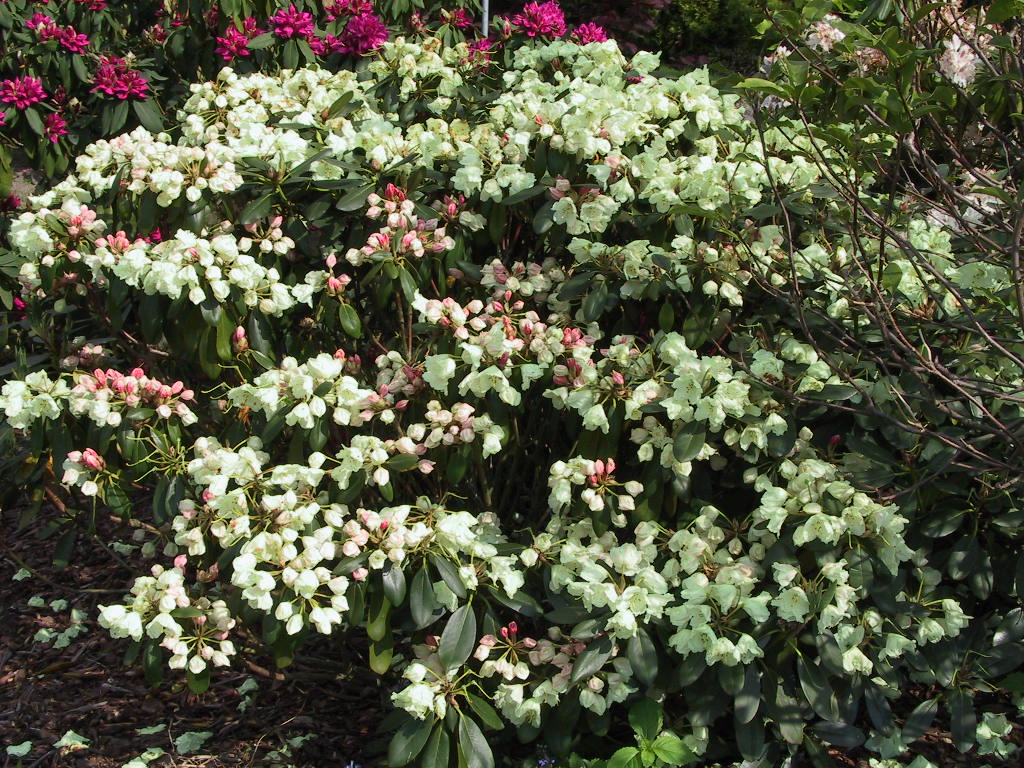 Rhododendron Goldsworth Yellow 03.jpg